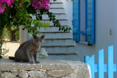 Paros Island Cyclades Greece 006